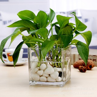 Tặng sỏi - Chậu lọ cốc hoa thủy tinh dạng cốc sang trọng trồng cây, cắm hoa thủy sinh, trang trí, hoa để bàn