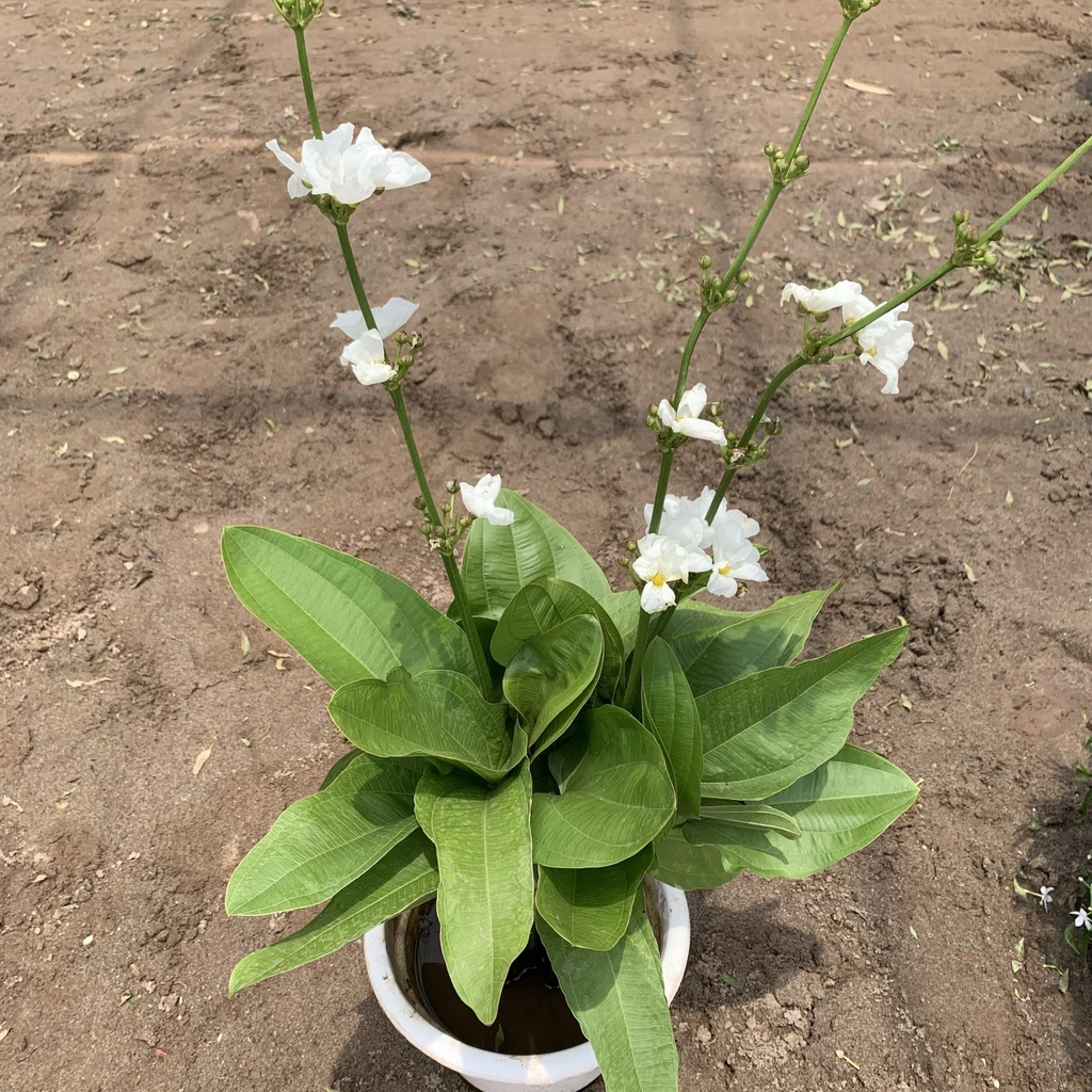 Cây bách thủy tiên cao 30cm, cây trồng thủy sinh nở hoa đẹp, trang trí non bộ, tiểu cảnh hồ cá