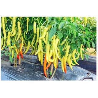 Hạt Giống Ớt Sừng vàng CHÂU PHI  - Gói 0,3 Gram