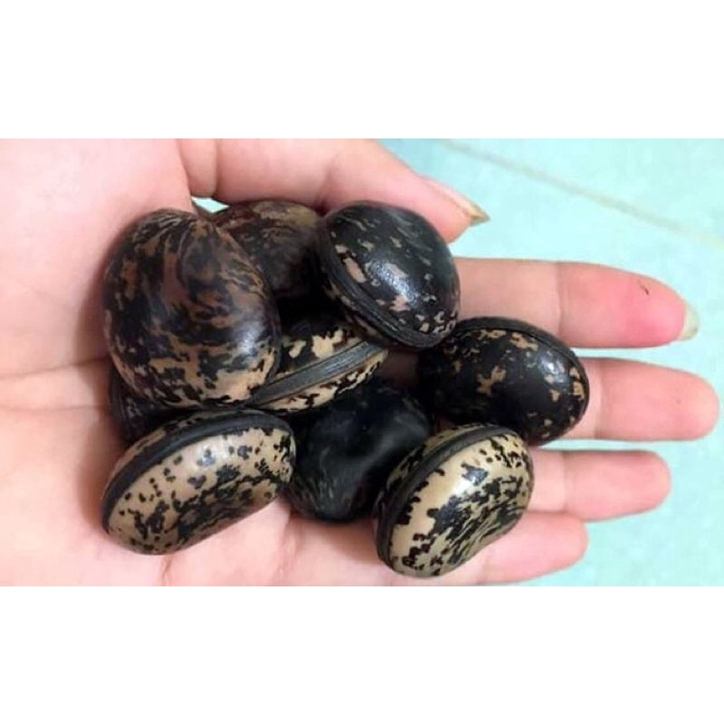 Hạt đậu lào cam kết chuẩn combo 5 hạt