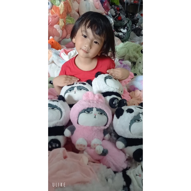 mèo hoàng thượng cosplay thỏ, mèo hoàng thượng gấu trúc, gấu bông mèo hoàng thượng cosplay ếch, gấu bông ship hỏa tốc