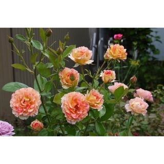 Cây Hoa hồng La Parisienne rose- Trang trí sân vườn- Decor-Phong thuỷ-Cây hoa kiểng Đồng Tháp