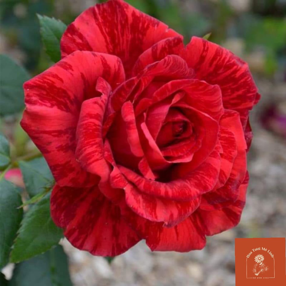 Hoa hồng bụi Red Intuition rose đỏ sọc đột biến-HoaTuoiMeLinh