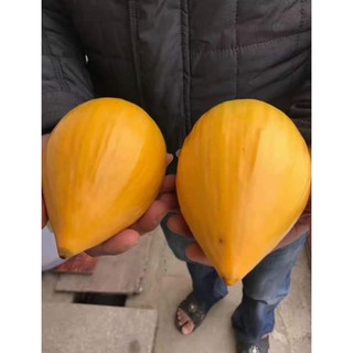cây giống lê kima