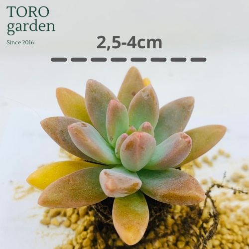 Sen đá pha lê Đà Lạt size mini cây cảnh trang trí nhà cửa Toro garden