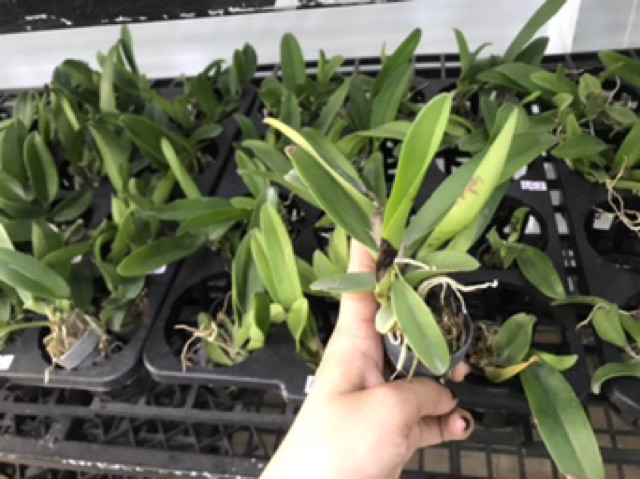 Cattleya Giống Đủ Màu Dễ Trồng Siêng Hoa Quanh Năm