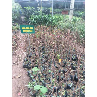 CÂY GIỐNG NHO PHÙ THỦY