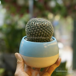 Chậu hạt dẻ 2 màu trồng cây cảnh đẹp