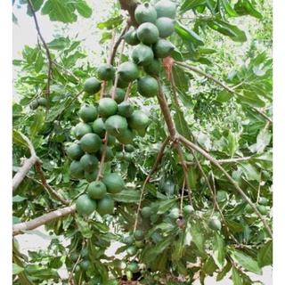 Cây giống Mắc Ca cao 60-80cm (ảnh thật) .