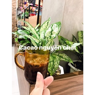 [KETO/DAS] Cacao nguyên chất Daklak.