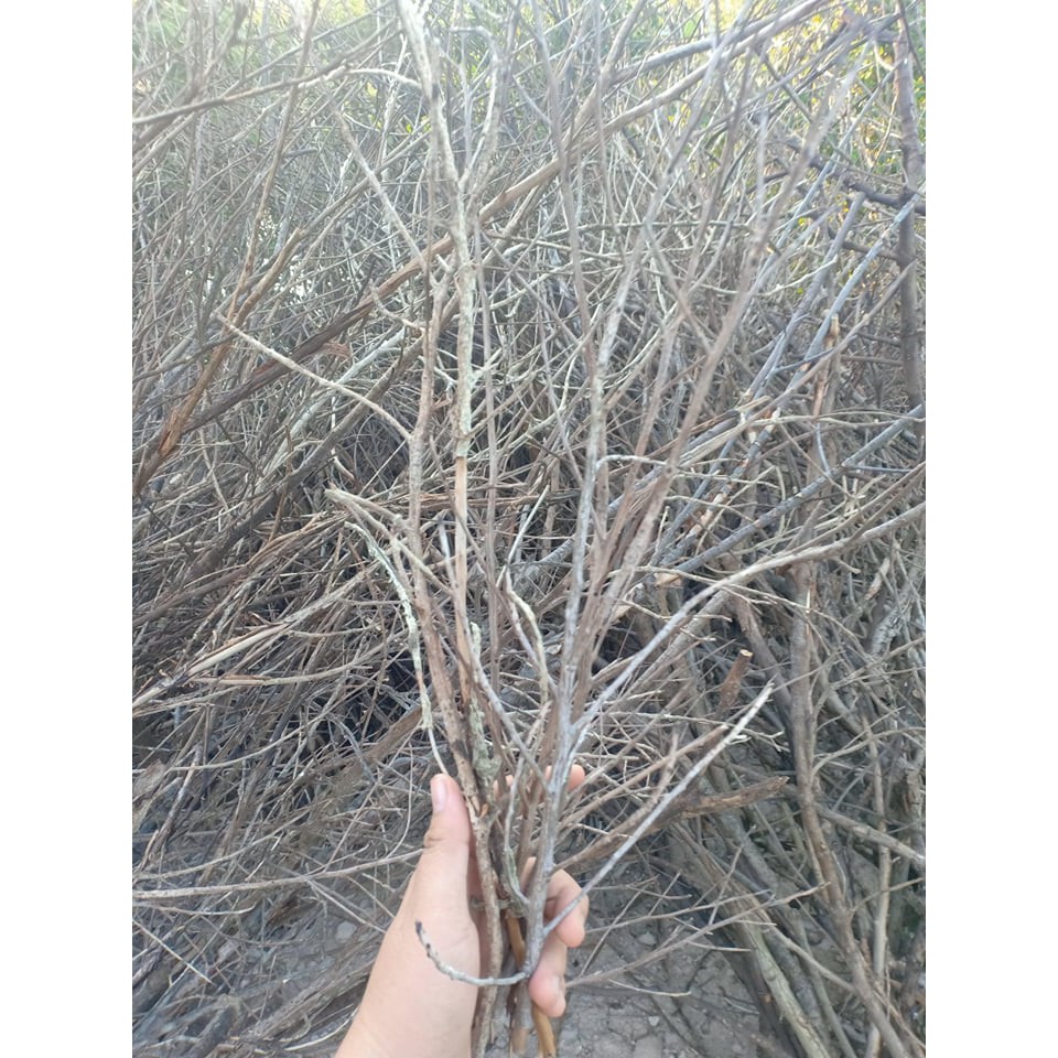 Bó cành củi khô tự nhiên trang trí decor 200gram