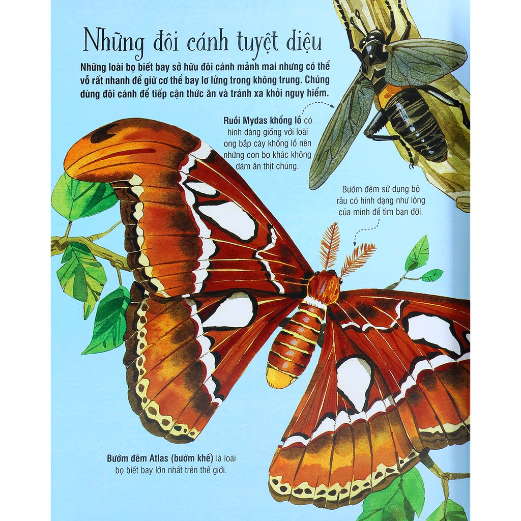 Sách - Cuốn Sách Khổng Lồ Về Những Con Bọ - (Big Book Of Big Bugs) | BigBuy360 - bigbuy360.vn