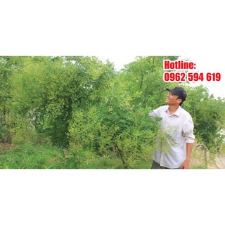 🎋 1kg Trà hoa hòe