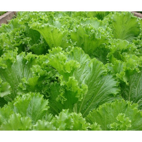 Hạt giống cải bẹ mào gà (tặng kèm phân)