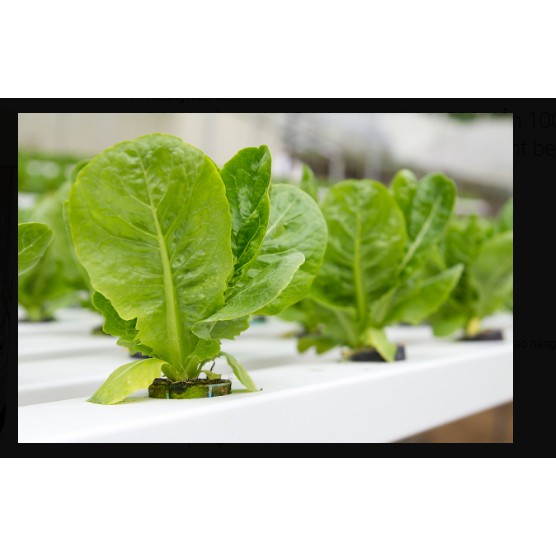 Bột thuỷ canh AB hộp 1 kg (pha 500 đến 1000 lít dung dịch) - hydroponic fertilizer NPK + micronutrient better