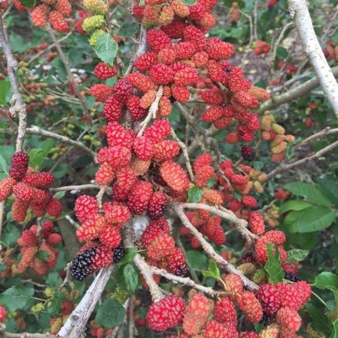 Cây dâu tằm đang trái + Tặng  phân hữu cơ cao cấp