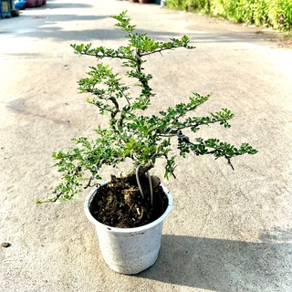 Cây cần thăng size trung cao 40cm (ảnh thật).