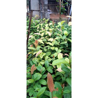 Combo 5 cây Trà Hoa Vàng