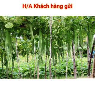 Hạt Giống Quả Lặc Lè(Mướp Nhật) 2gr