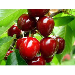 10H - #Hạt_Giống_Quả_Cherry