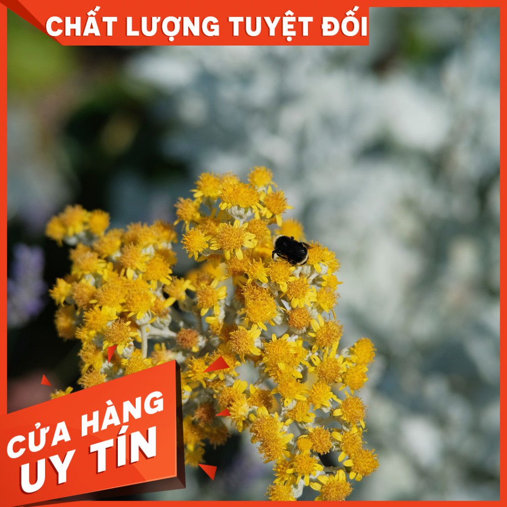 [Mã 11ELSALE hoàn 7% xu đơn 300K] [Gía siêu tốt]Ống Kính máy ảnh 7artisan 50mmF1.8