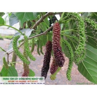 Cây Dâu Quả Dài Đài Loan