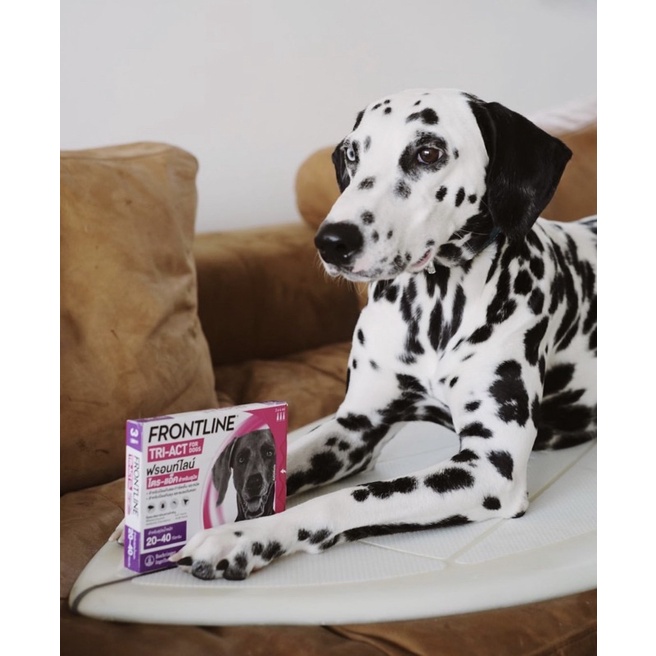 [𝐒𝐚𝐥𝐞 𝟐𝟎-𝟒𝟎𝐊𝐆] Frontline Plus &amp; Tri Act 20 - 40KG Thuốc nhỏ gáy trị ve rận , muỗi , bọ ruồi cho chó / cún
