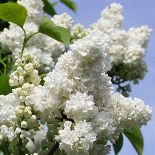 Hạt tử đinh hương 30h