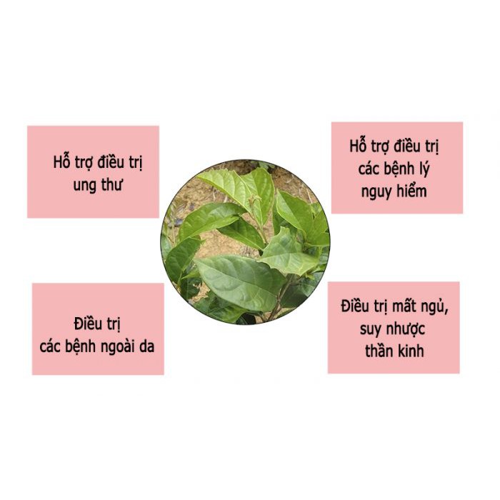 THẦN DƯỢC CHO GAN - CÂY XẠ ĐEN KHÔ