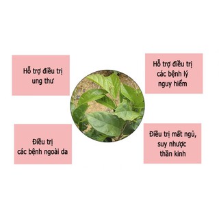 Thần dược cho gan - cây xạ đen khô