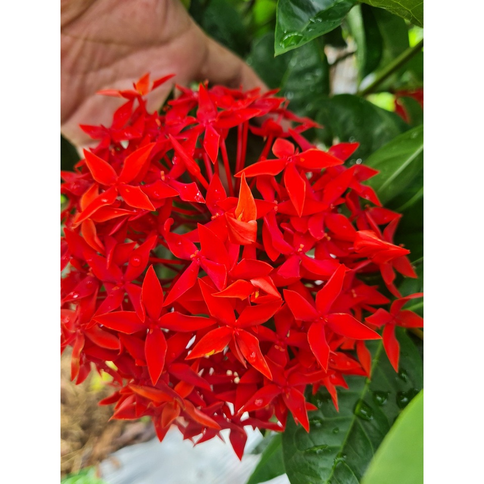 Mẫu Đơn Đỏ, cam Thoát Thân 0.6m .