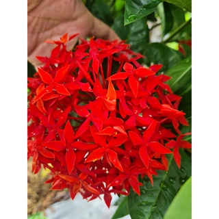 Mẫu Đơn Đỏ, cam Thoát Thân 0.6m ( Như hình 1).