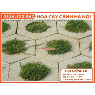 300g Hạt giống cỏ Barmuda - cỏ sân vườn, công trình, chăn nuôi (khoảng 30m2)