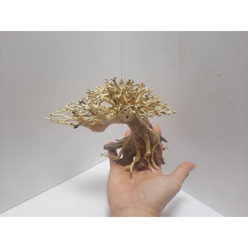 LŨA BONSAI hồ cá TL01