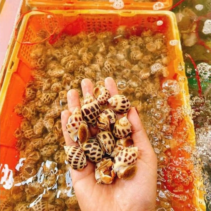 Ốc Hương Đặc Sản Nha Trang (Size 120-130) Thịt Ốc Ngọt Giòn Dai "Giao Siêu Tốc Hà Nội 1H"