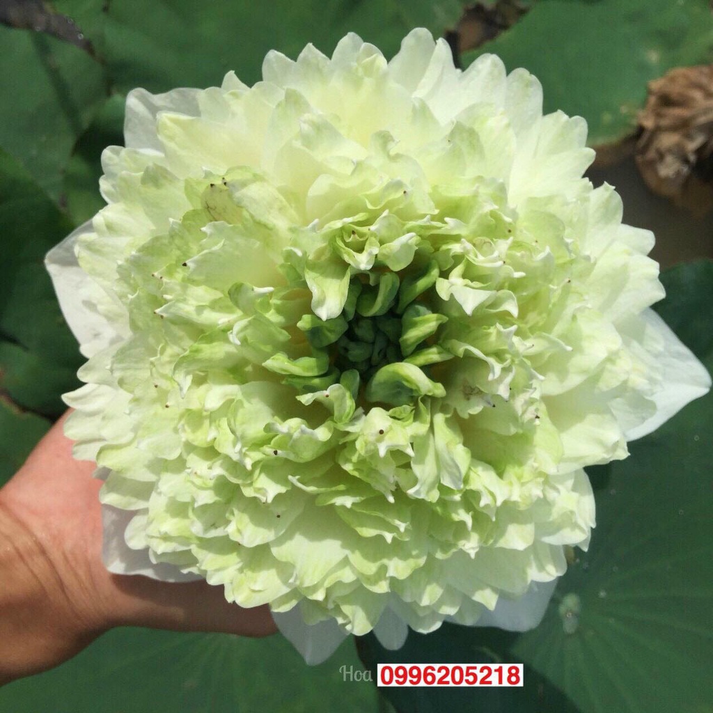 Củ Sen Thái Giống- 12 Loại- cho hoa sau tầm 1 tháng trồng