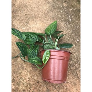chậu trầu bà hạnh phúc Monstera Peru