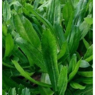 Chậu ngò gai/ mùi tàu