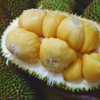 Cây giống Mít Tố Nữ ghép [ siêu sớm ]