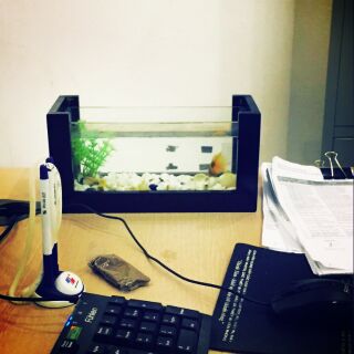 Bể cá mini khung gỗ