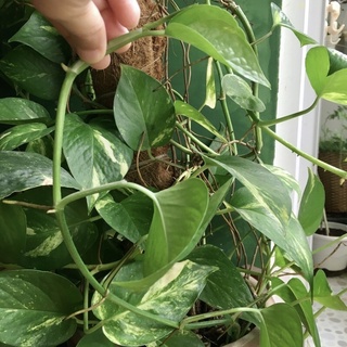 Trầu bà xanh trồng thủy sinh