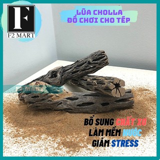Lũa Cholla | Lũa Xương Rồng Chuyên Cho Tép Cảnh