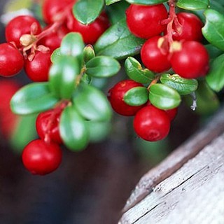 Hạt giống nam việt quất