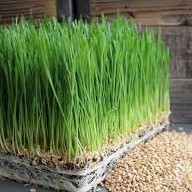 Hạt Giống cỏ lúa mì