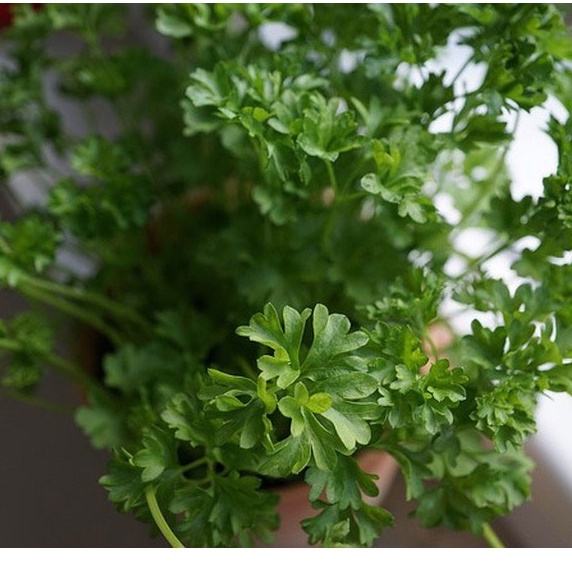 100 Hạt Giống Rau Ngò Tây Nhập Ngoại