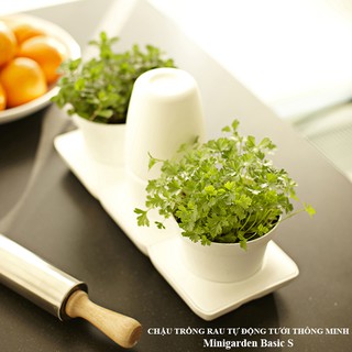 BỘ CHẬU TRỒNG RAU THÔNG MINH TỰ ĐỘNG TƯỚI TRONG 2 THÁNG MINIGARDEN VÀ BẢO HÀNH 10 NĂM SỬ DỤNG, RAU PHÁT TRIỂN TỐT