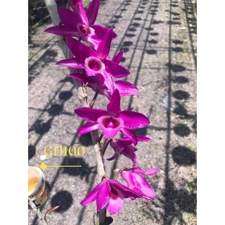 hoa lan giả hạc DL100