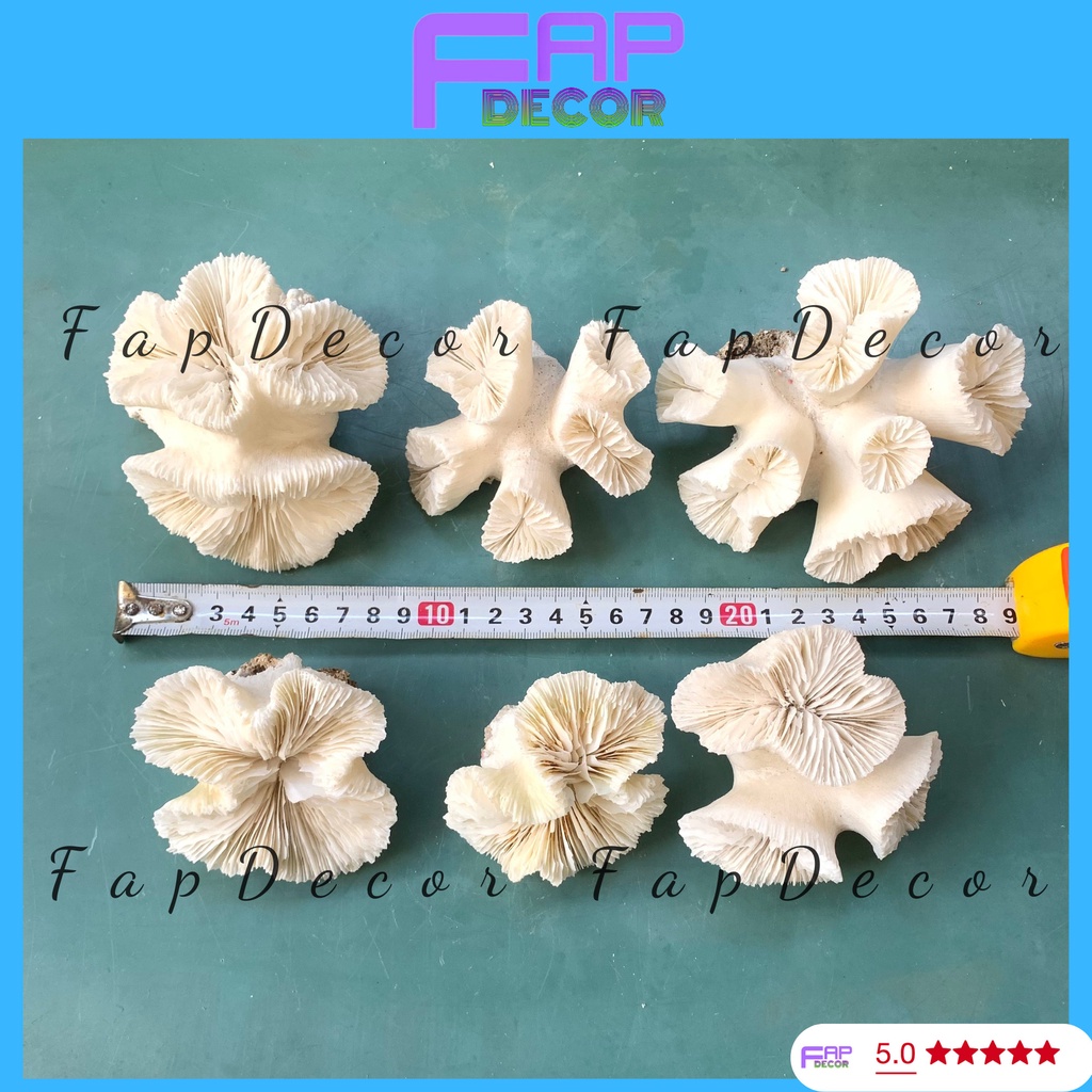 SAN HÔ HẢI QUỲ PHONG THỦY NHIỀU CÁNH SIÊU ĐẸP TRANG TRÍ BỂ CÁ THỦY SINH TIỂU CẢNH - FAPDECOR