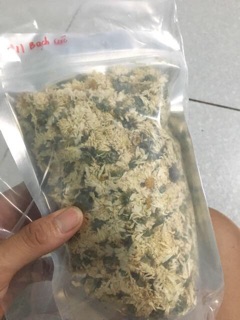 Hoa cúc trắng ( bạch cúc)