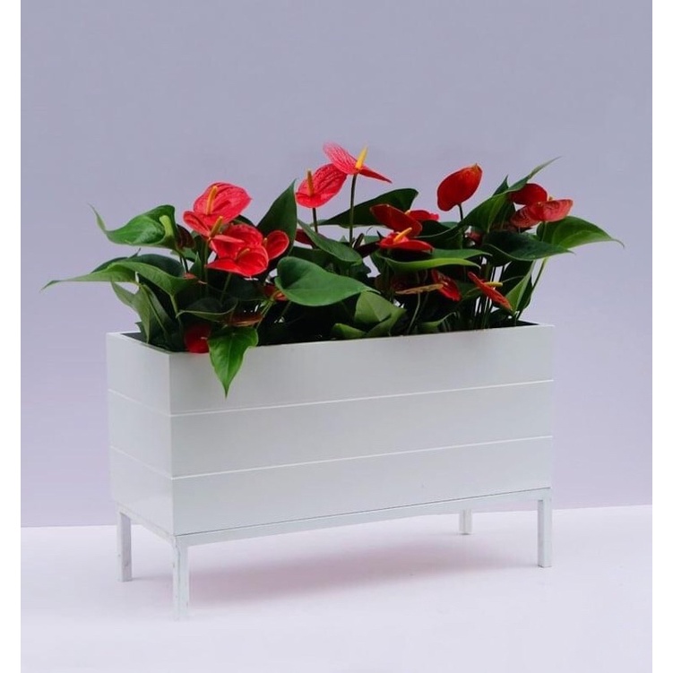 Chậu kẻ rãnh composite bền nhẹ trồng cây ban công